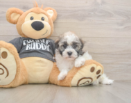 5 week old Havanese Puppy For Sale - Simply Southern Pups 5 week old Havanese Puppy For Sale - Simply Southern Pups