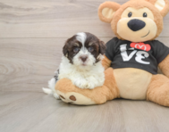6 week old Havanese Puppy For Sale - Simply Southern Pups