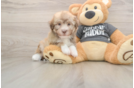 Hypoallergenic Havanese Baby