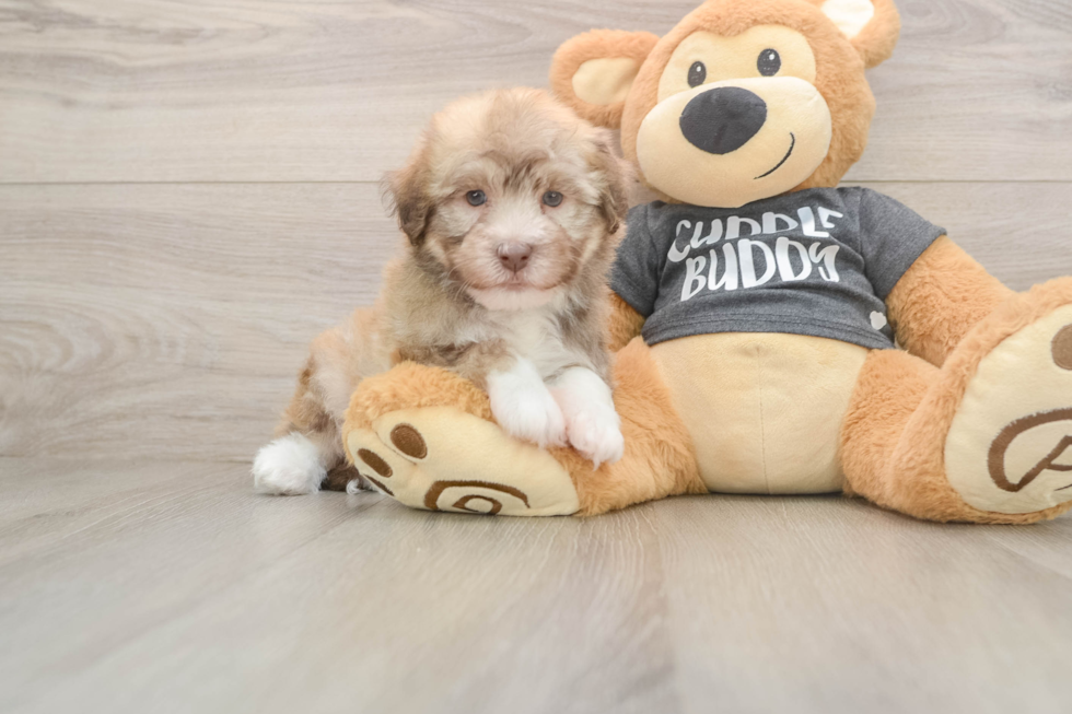 Hypoallergenic Havanese Baby