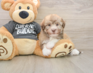 5 week old Havanese Puppy For Sale - Simply Southern Pups