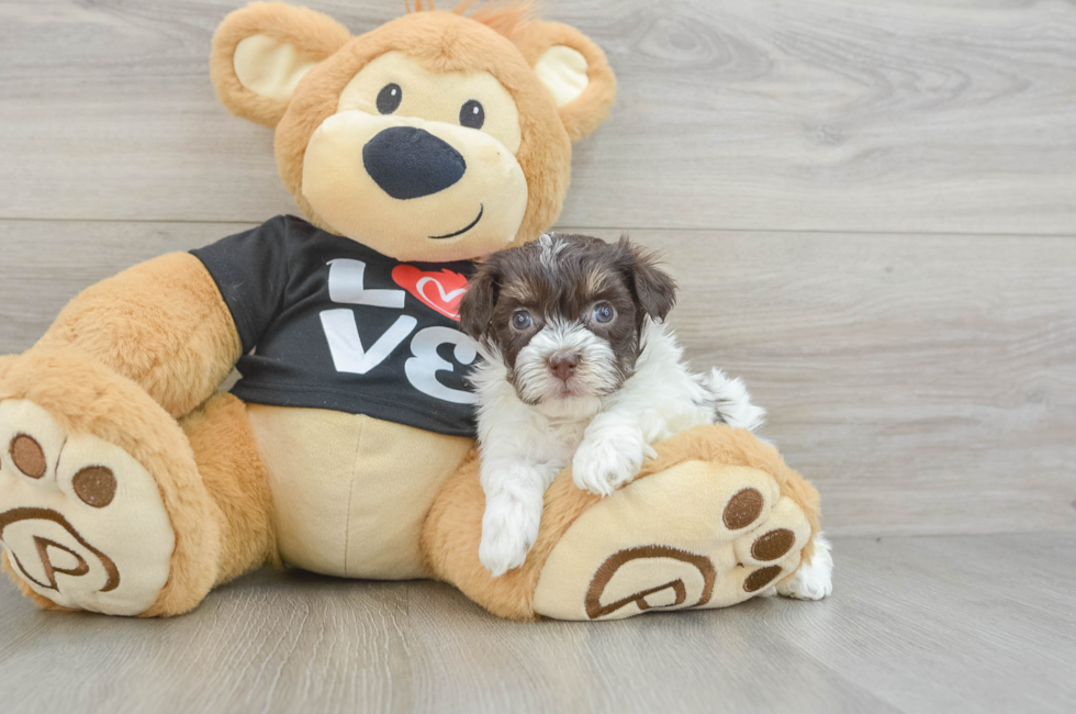 5 week old Havanese Puppy For Sale - Simply Southern Pups