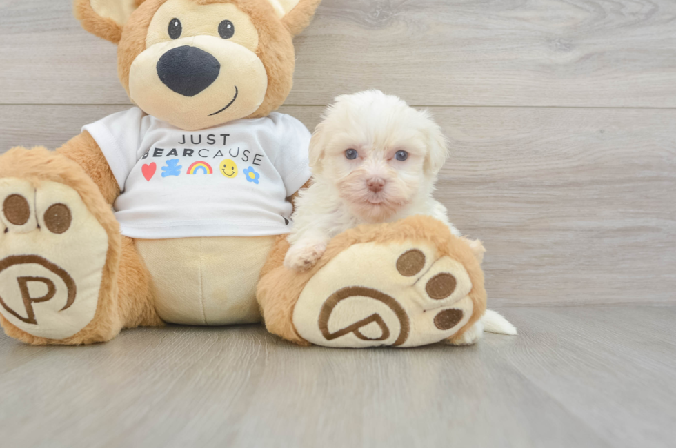 5 week old Havanese Puppy For Sale - Simply Southern Pups
