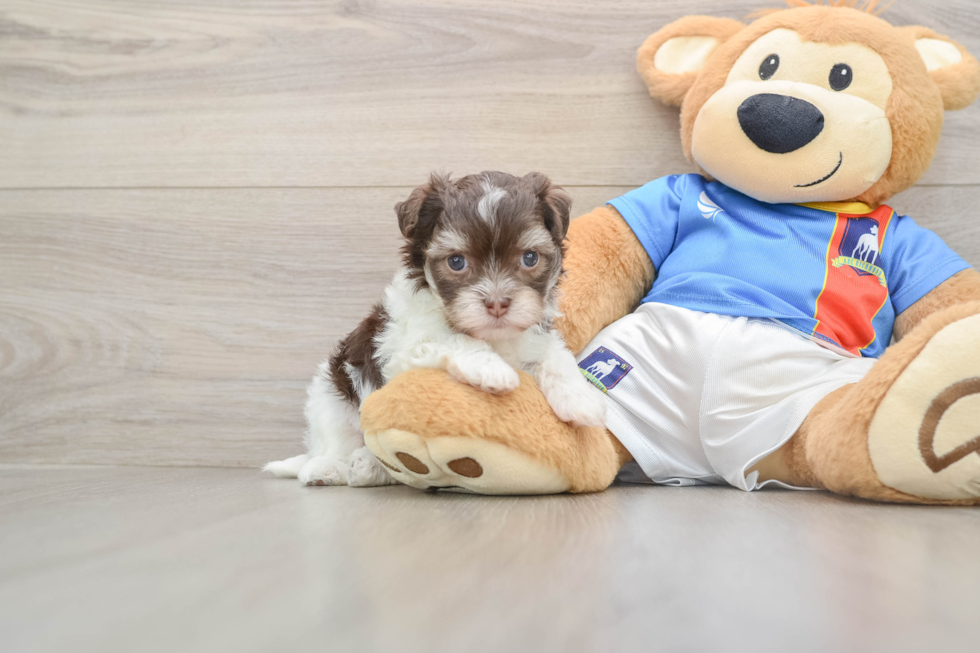 Best Havanese Baby
