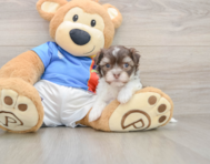 5 week old Havanese Puppy For Sale - Simply Southern Pups