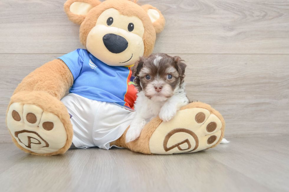 Fluffy Bichon Havanes Purebred Puppy