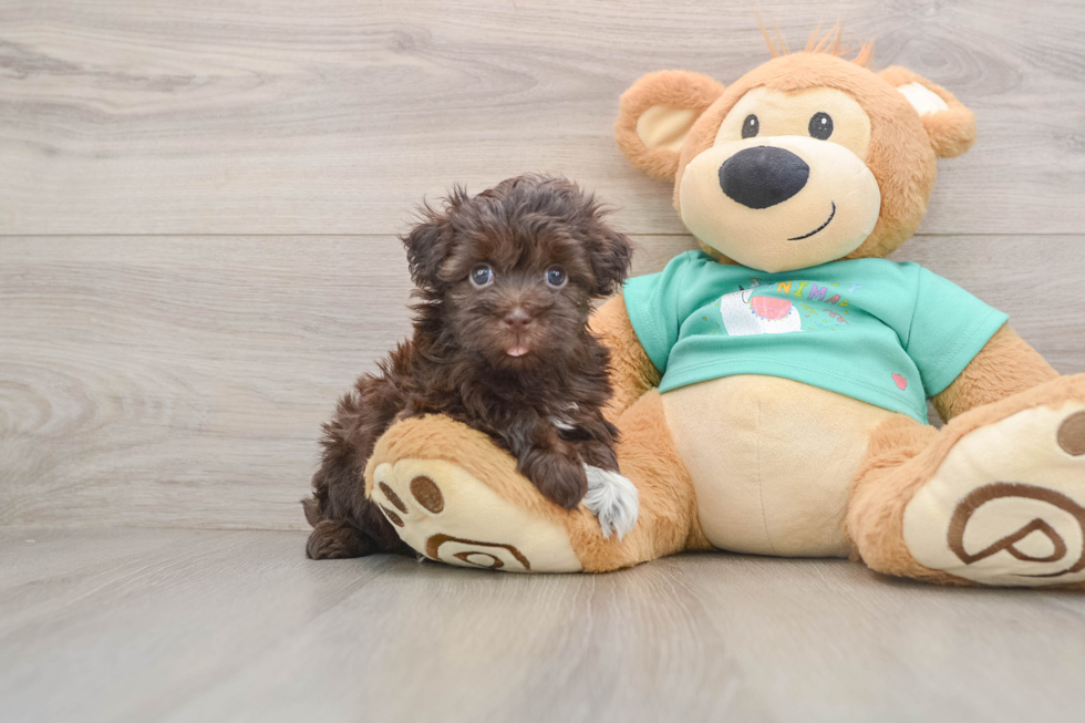 Havanese Pup Being Cute