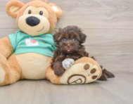 6 week old Havanese Puppy For Sale - Simply Southern Pups