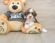 5 week old Havanese Puppy For Sale - Simply Southern Pups