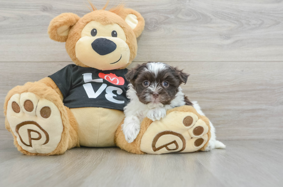 7 week old Havanese Puppy For Sale - Simply Southern Pups