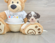 8 week old Havanese Puppy For Sale - Simply Southern Pups