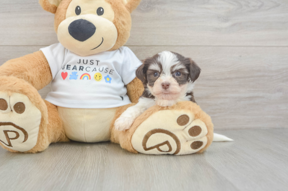 5 week old Havanese Puppy For Sale - Simply Southern Pups