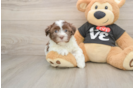 Havanese Pup Being Cute