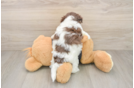 Havanese Pup Being Cute