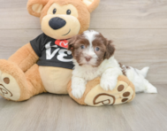 5 week old Havanese Puppy For Sale - Simply Southern Pups