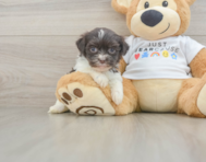 8 week old Havanese Puppy For Sale - Simply Southern Pups