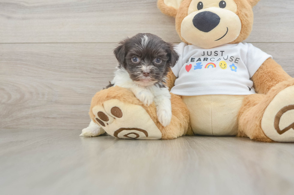 6 week old Havanese Puppy For Sale - Simply Southern Pups