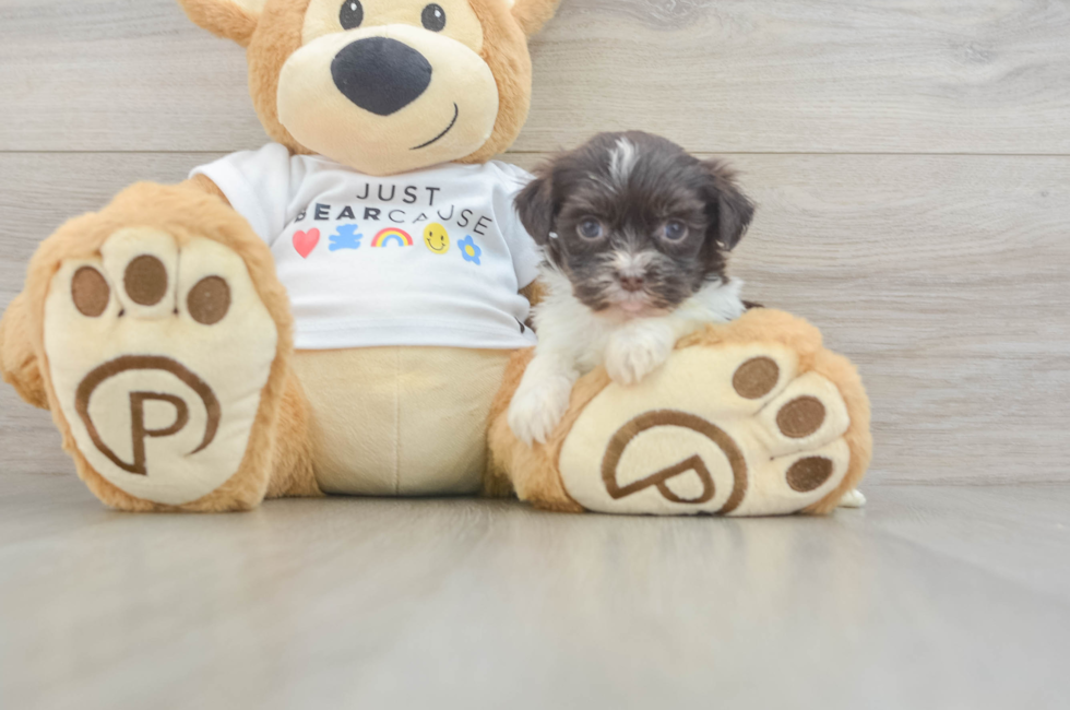 5 week old Havanese Puppy For Sale - Simply Southern Pups