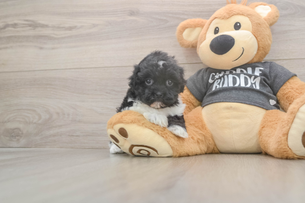 Meet Bev - our Havanese Puppy Photo  2/3 - Simply Southern Pups Best Havanese Baby