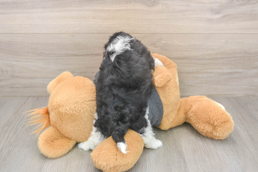 Meet Bev - our Havanese Puppy Photo  3/3 - Simply Southern Pups Best Havanese Baby