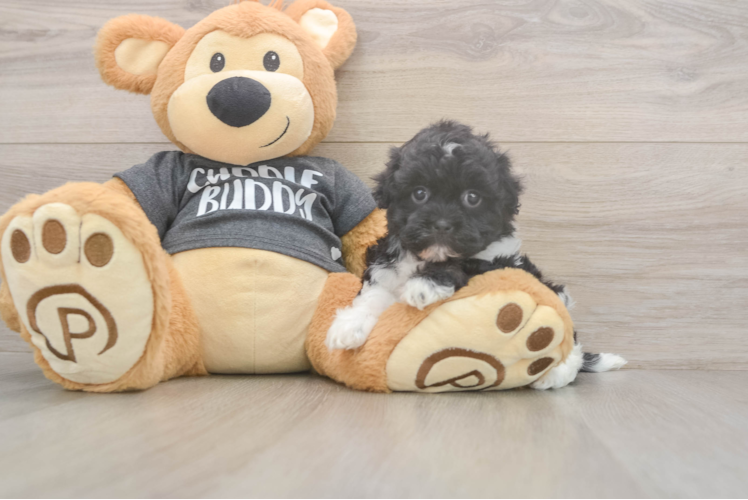 Meet Bev - our Havanese Puppy Photo  1/3 - Simply Southern Pups Best Havanese Baby