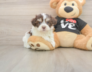 5 week old Havanese Puppy For Sale - Simply Southern Pups