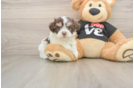 Playful Havanese Purebred Pup