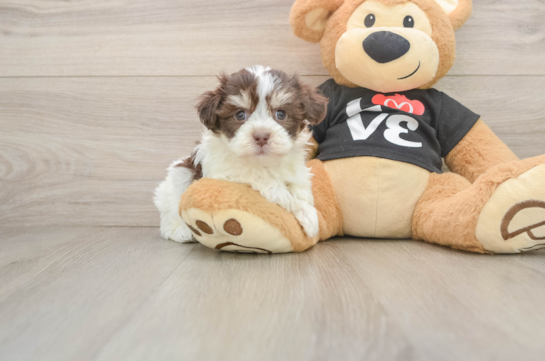 Playful Havanese Purebred Pup