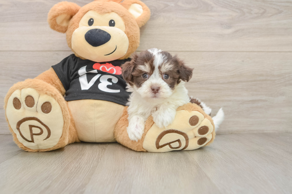 Little Havanese Baby