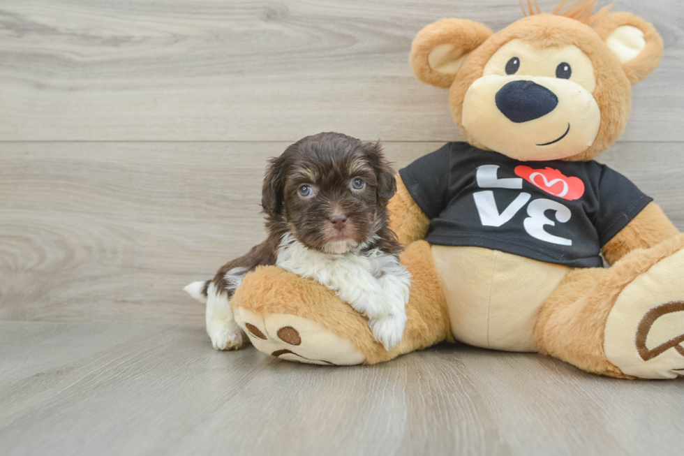 Havanese Pup Being Cute