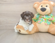 7 week old Havanese Puppy For Sale - Simply Southern Pups