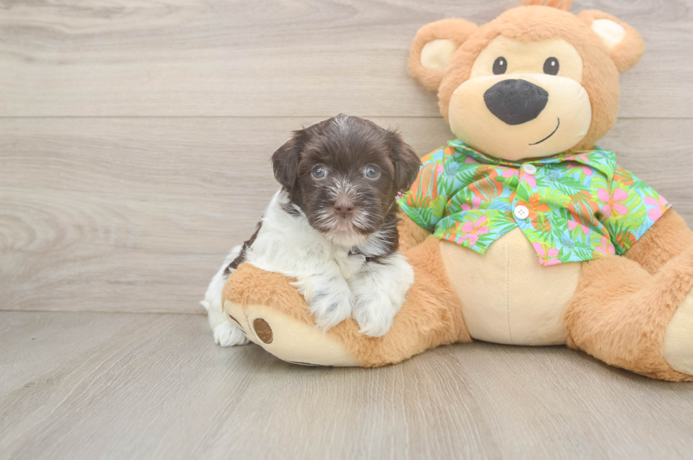 5 week old Havanese Puppy For Sale - Simply Southern Pups