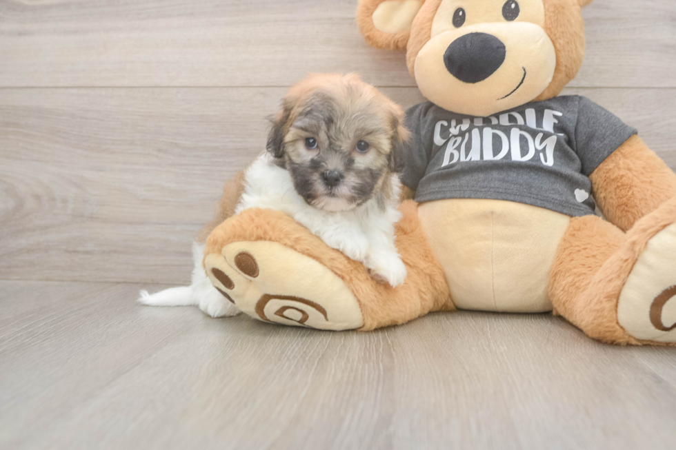 Meet Bobby - our Havanese Puppy Photo  2/3 - Simply Southern Pups Fluffy Havanese Cuban Bichon Purebred Puppy