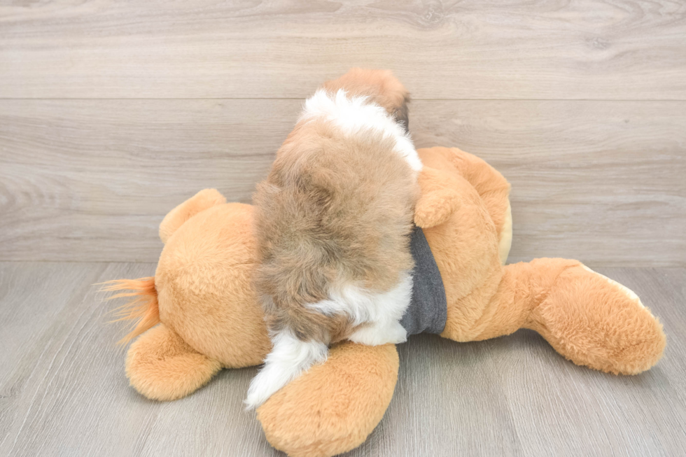 Meet Bobby - our Havanese Puppy Photo  3/3 - Simply Southern Pups Playful Havanese Purebred Pup