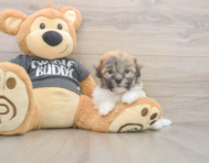 6 week old Havanese Puppy For Sale - Simply Southern Pups