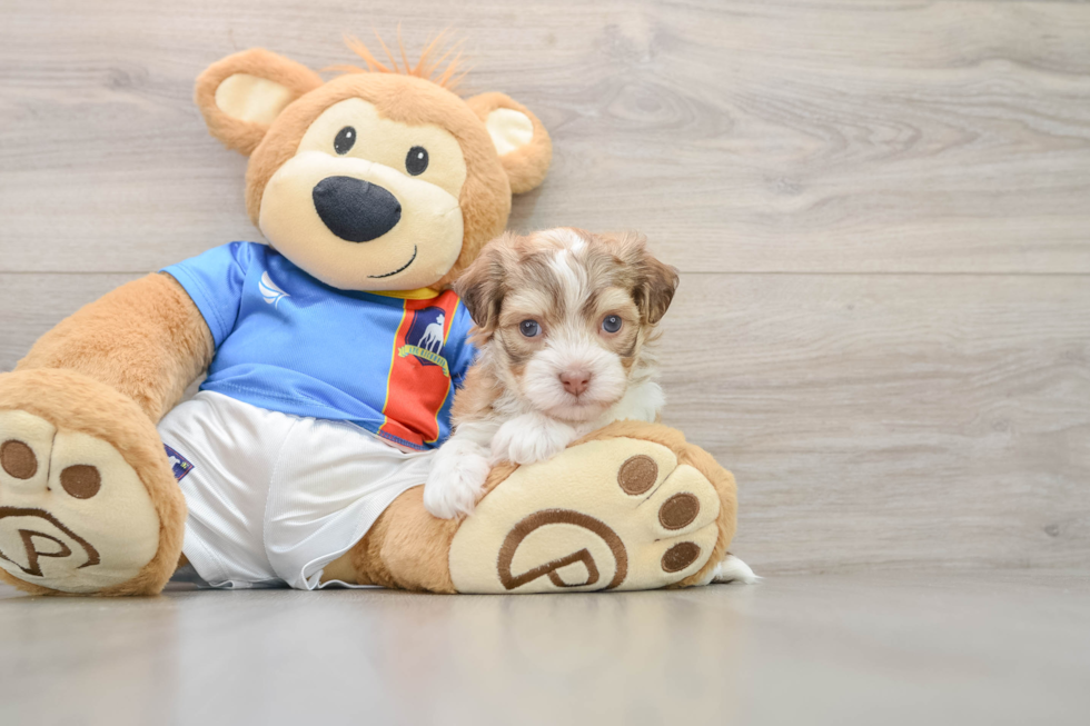 Best Havanese Baby