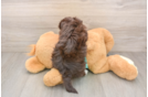 Small Havanese Purebred Pup