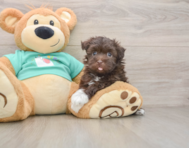6 week old Havanese Puppy For Sale - Simply Southern Pups