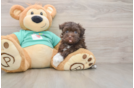 Sweet Havaneser Purebred Puppy