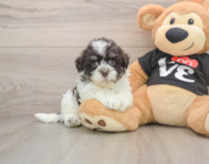 6 week old Havanese Puppy For Sale - Simply Southern Pups