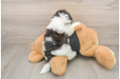 Small Havanese Purebred Pup