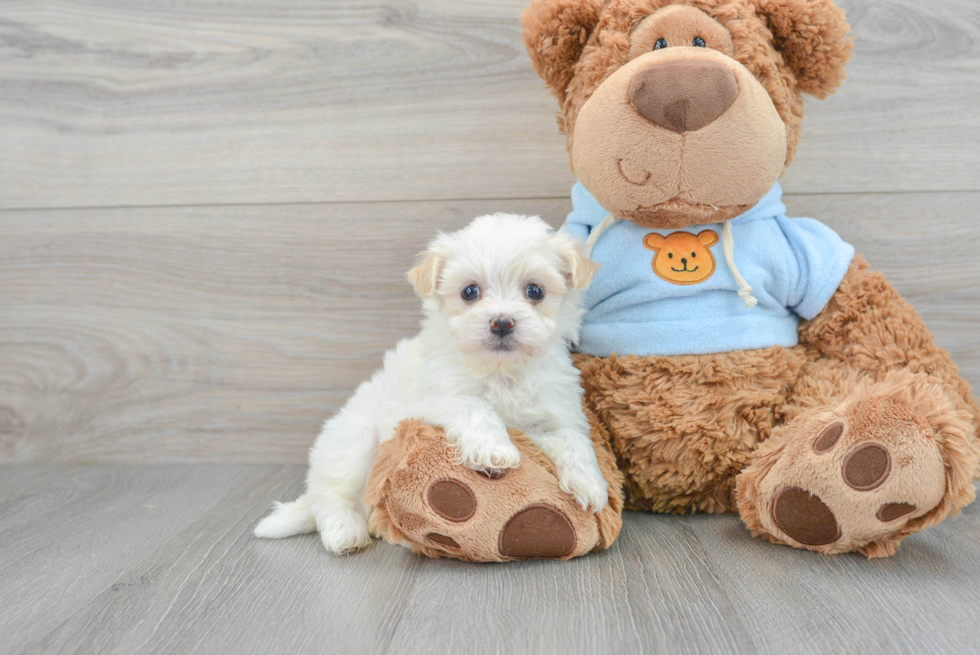 Happy Havanese Purebred Puppy