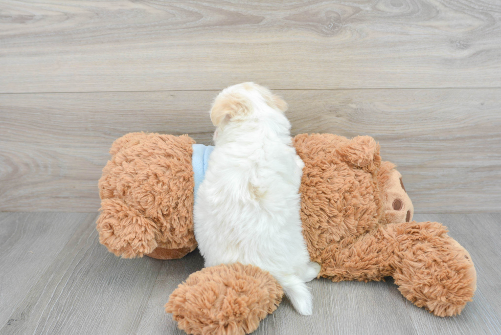 Cute Havanese Purebred Puppy