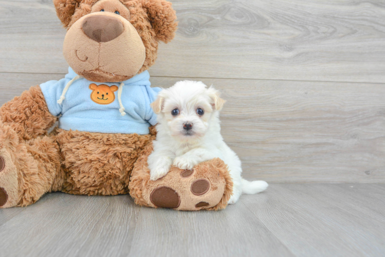Fluffy Havanese Purebred Puppy