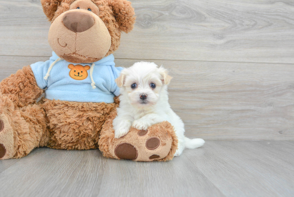 Fluffy Havanese Purebred Puppy