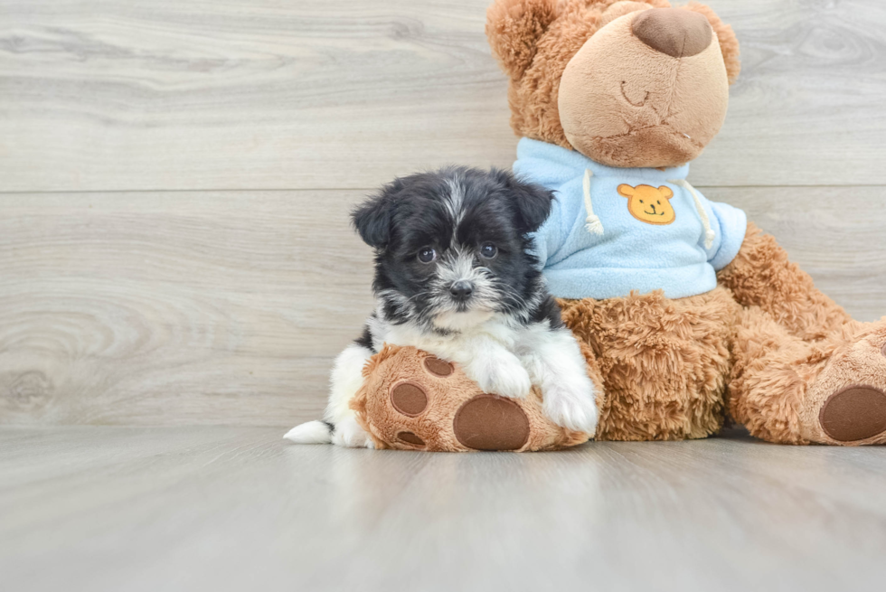 Havanese Puppy for Adoption