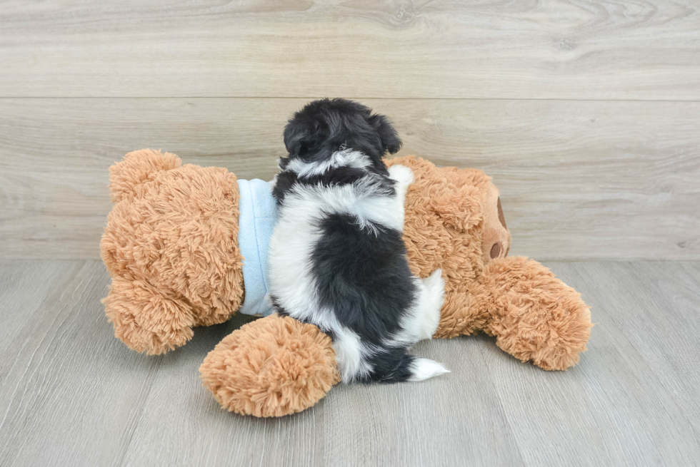 Popular Havanese Purebred Pup