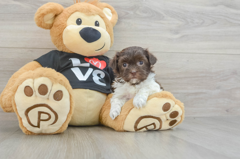 5 week old Havanese Puppy For Sale - Simply Southern Pups