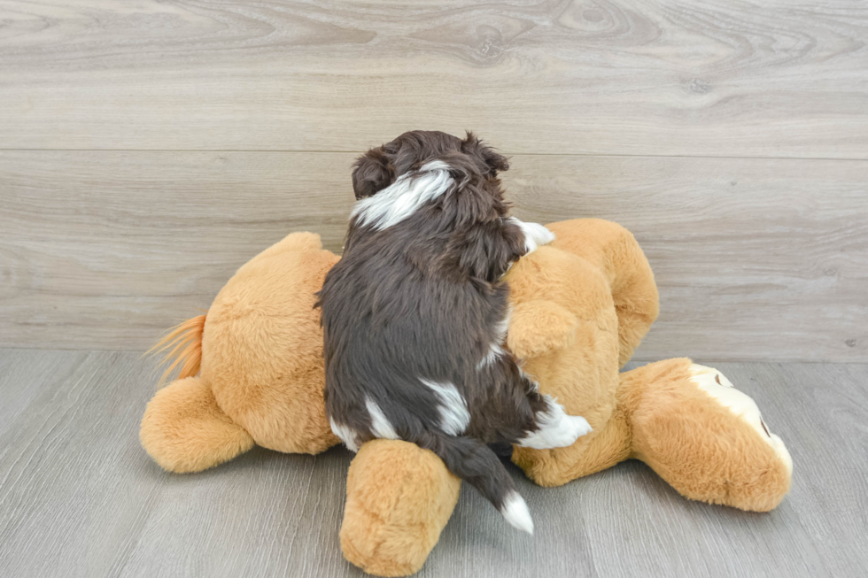 Playful Havanese Purebred Pup