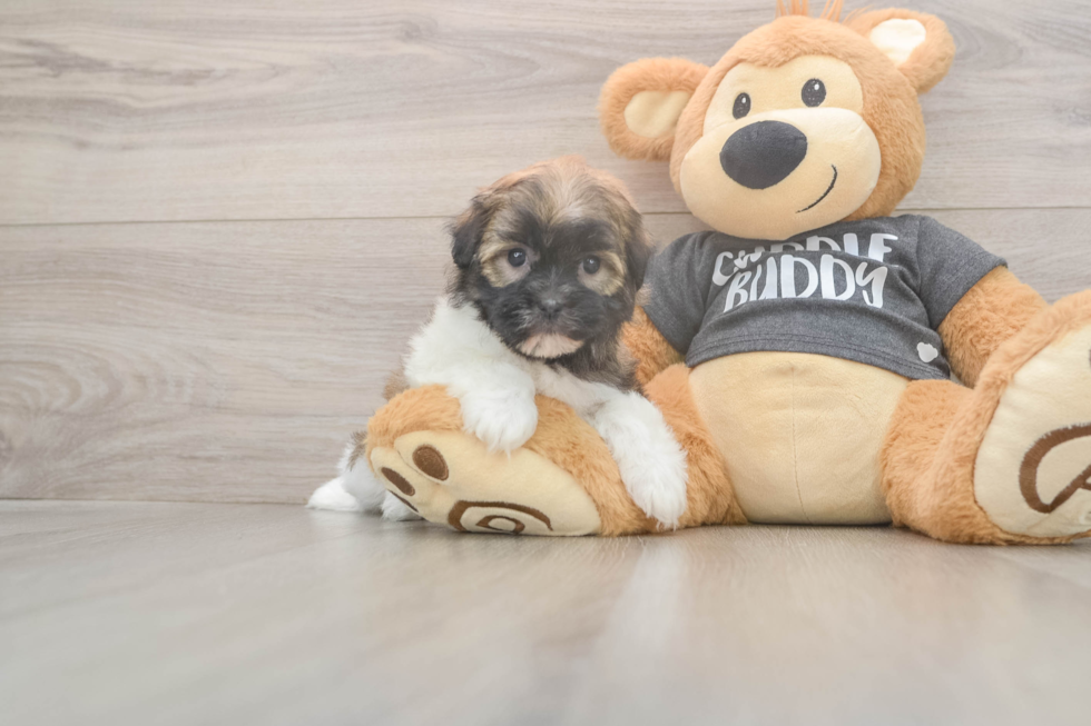 Meet Bonnie - our Havanese Puppy Photo  2/3 - Simply Southern Pups Funny Havanese Purebred Pup